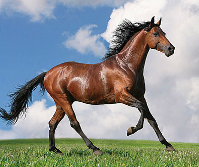 horse