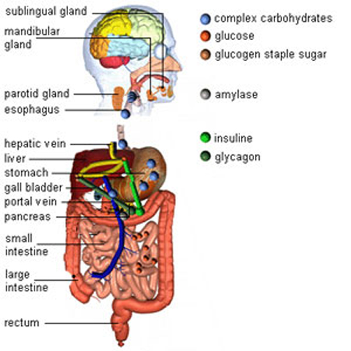 stomach