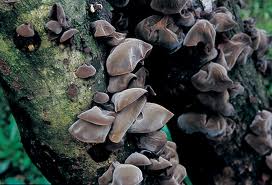 blackfungus
